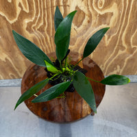 Pisces Enterprises One Only Anubias 'Old Type Afzelli' on Medium Driftwood Creation - One Only - Jungle Anubias Old Type Afzelli on Medium Driftwood - ONE ONLY - Scapeshop Australia