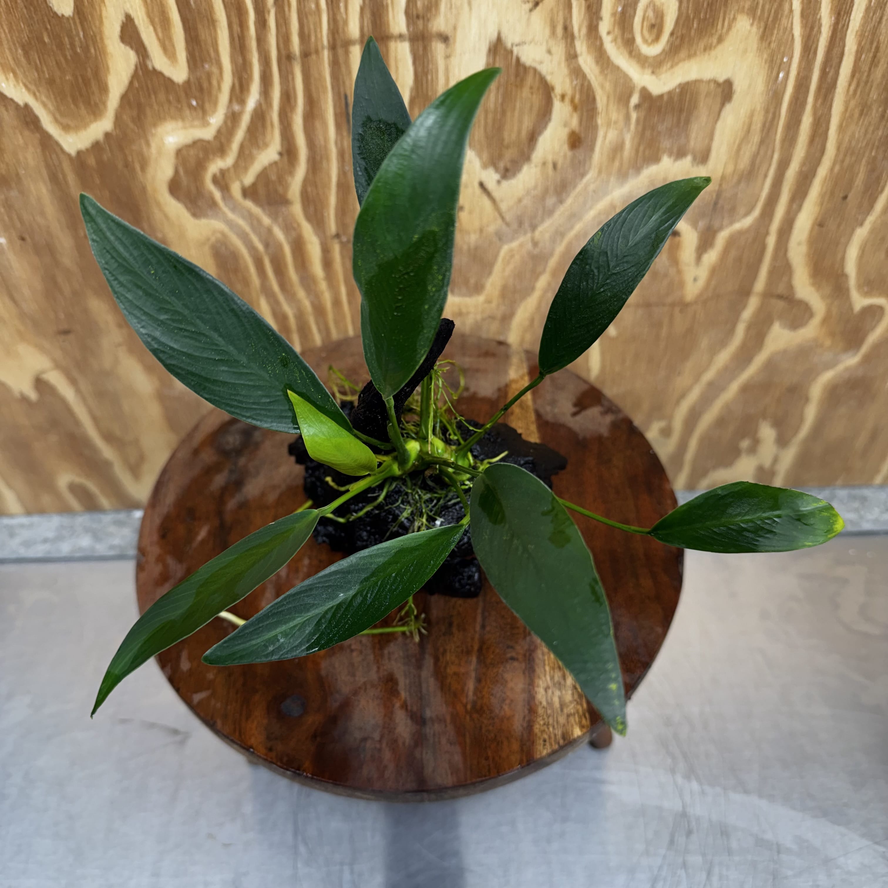 Pisces Enterprises One Only Anubias 'Old Type Afzelli' on Medium Driftwood Creation - One Only - Jungle Anubias Old Type Afzelli on Medium Driftwood - ONE ONLY - Scapeshop Australia
