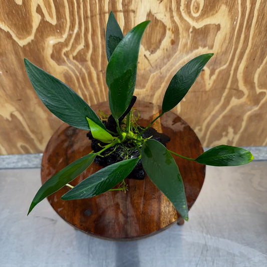 Pisces Enterprises One Only Anubias 'Old Type Afzelli' on Medium Driftwood Creation - One Only - Jungle Anubias Old Type Afzelli on Medium Driftwood - ONE ONLY - Scapeshop Australia