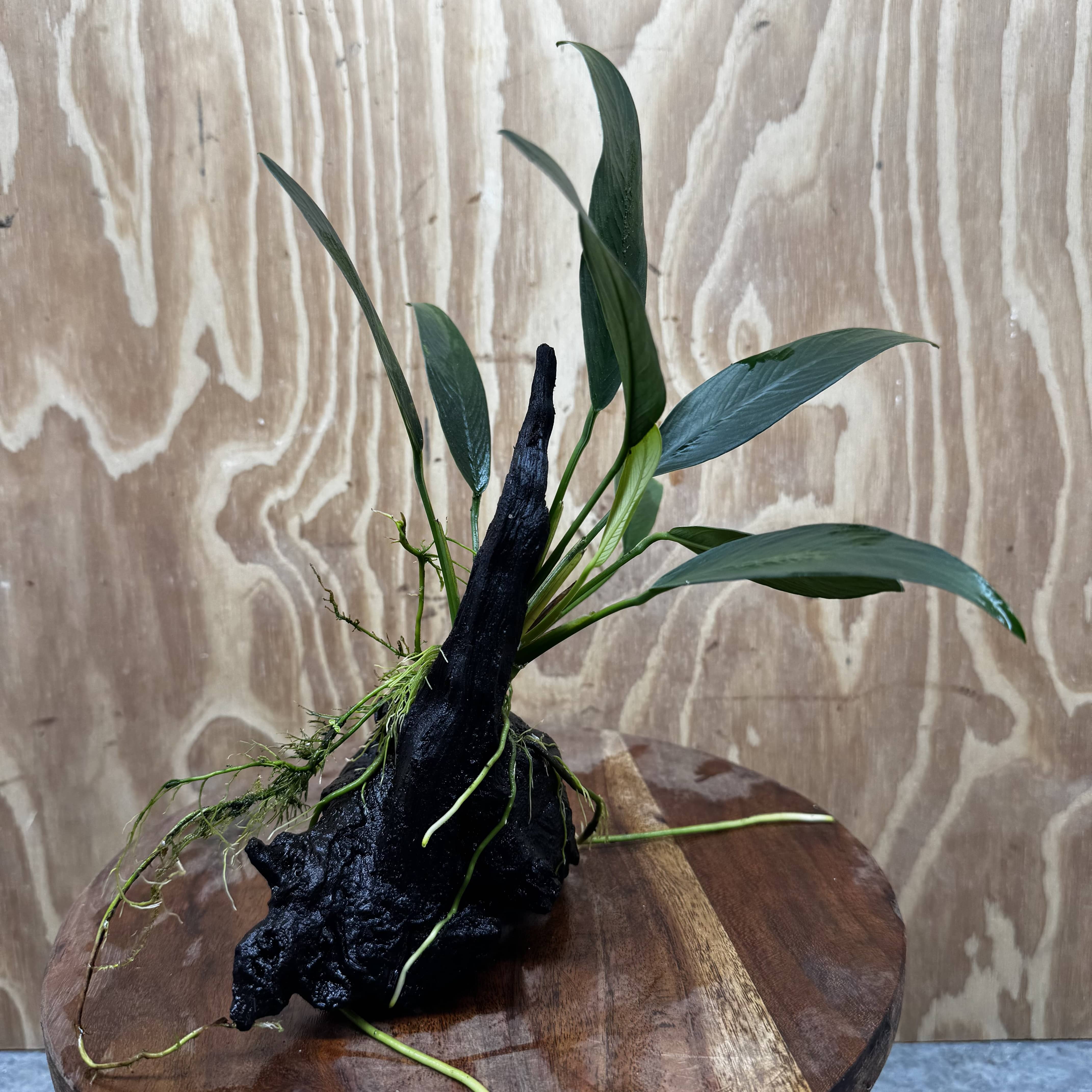 Pisces Enterprises One Only Anubias 'Old Type Afzelli' on Medium Driftwood Creation - One Only - Jungle Anubias Old Type Afzelli on Medium Driftwood - ONE ONLY - Scapeshop Australia
