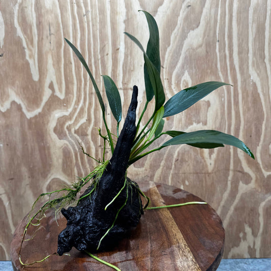 Pisces Enterprises One Only Anubias 'Old Type Afzelli' on Medium Driftwood Creation - One Only - Jungle Anubias Old Type Afzelli on Medium Driftwood - ONE ONLY - Scapeshop Australia