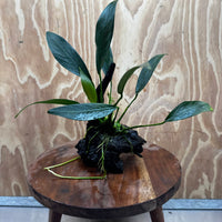 Pisces Enterprises One Only Anubias 'Old Type Afzelli' on Medium Driftwood Creation - One Only - Jungle Anubias Old Type Afzelli on Medium Driftwood - ONE ONLY - Scapeshop Australia