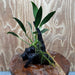Pisces Enterprises One Only Anubias 'Old Type Afzelli' on Medium Driftwood Creation - One Only - Jungle Anubias Old Type Afzelli on Medium Driftwood - ONE ONLY - Scapeshop Australia