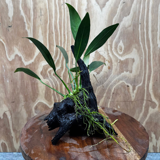 Pisces Enterprises One Only Anubias 'Old Type Afzelli' on Medium Driftwood Creation - One Only - Jungle Anubias Old Type Afzelli on Medium Driftwood - ONE ONLY - Scapeshop Australia