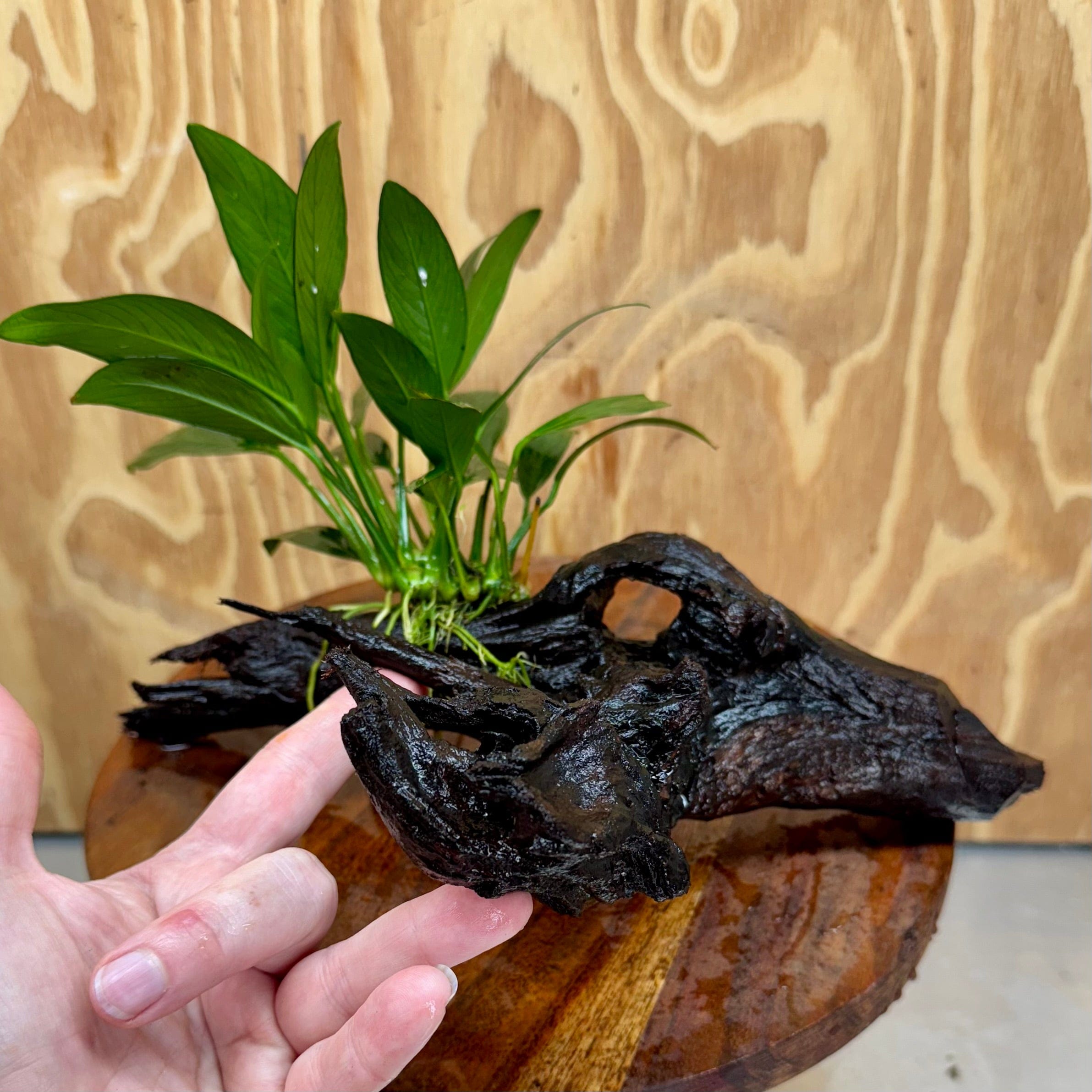 Pisces Enterprises One Only Anubias Old Type Afzelli on Medium Driftwood Creation - One Only - Lush Anubias Paco on Medium Driftwood - Aquarium Plants Australia