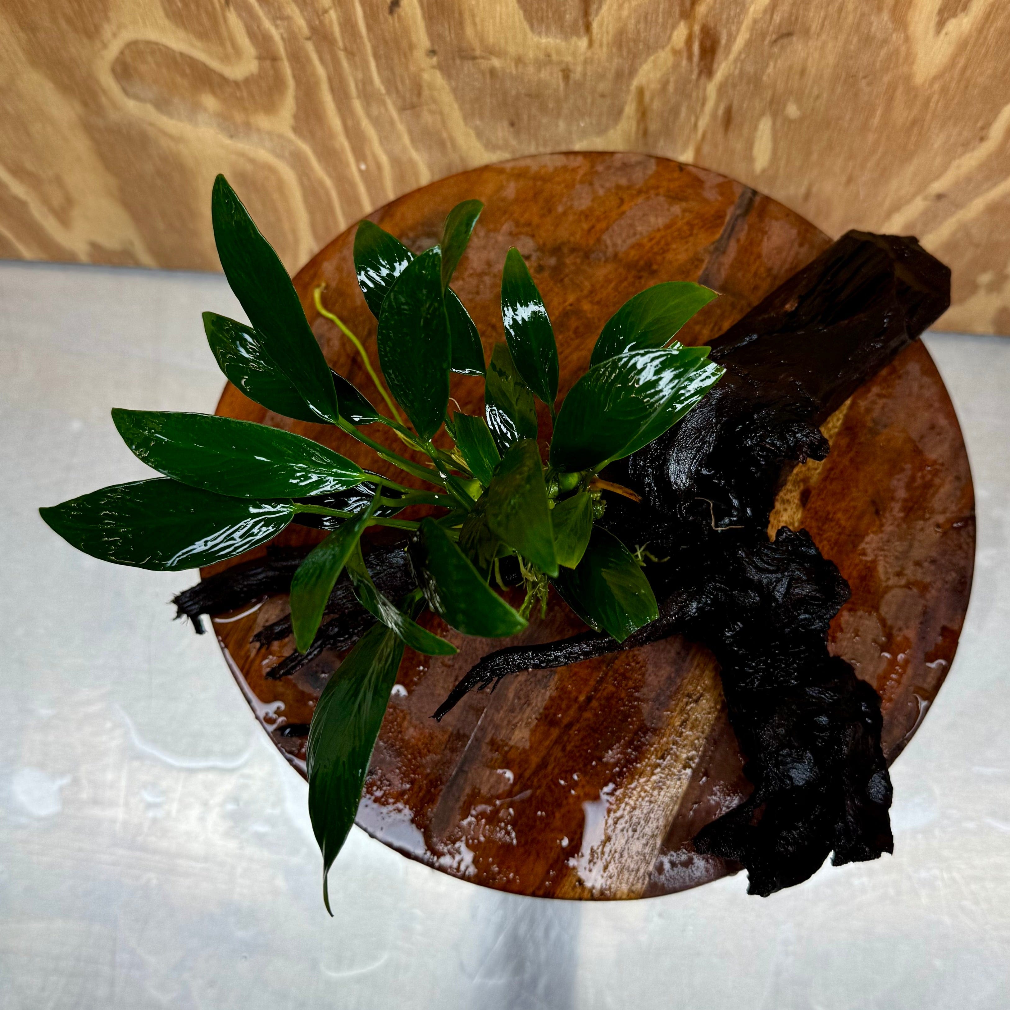 Pisces Enterprises One Only Anubias Old Type Afzelli on Medium Driftwood Creation - One Only - Lush Anubias Paco on Medium Driftwood - Aquarium Plants Australia