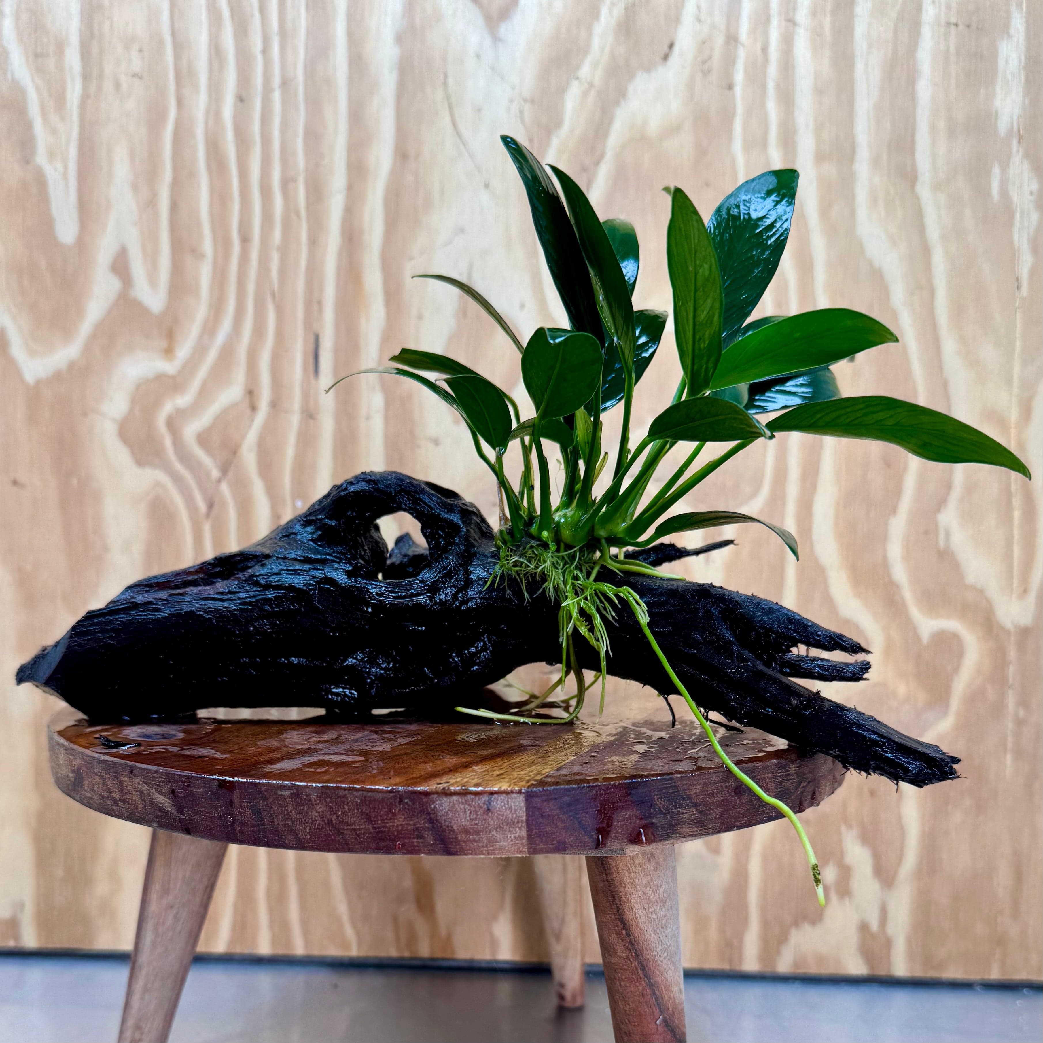 Pisces Enterprises One Only Anubias Old Type Afzelli on Medium Driftwood Creation - One Only - Lush Anubias Paco on Medium Driftwood - Aquarium Plants Australia