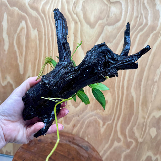 Pisces Enterprises One Only Anubias Old Type Afzelli on Medium Driftwood Creation - One Only - Lush Anubias Paco on Medium Driftwood - Aquarium Plants Australia