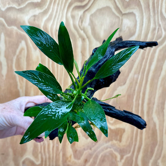 Pisces Enterprises One Only Anubias Old Type Afzelli on Medium Driftwood Creation - One Only - Lush Anubias Paco on Medium Driftwood - Aquarium Plants Australia