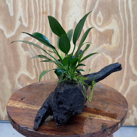 Pisces Enterprises One Only Anubias Old Type Afzelli on Medium Driftwood Creation - One Only - Lush Anubias Paco on Medium Driftwood - Aquarium Plants Australia