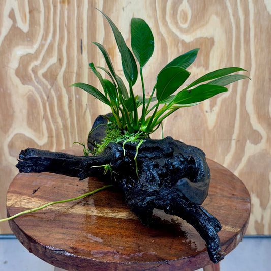 Pisces Enterprises One Only Anubias Old Type Afzelli on Medium Driftwood Creation - One Only - Lush Anubias Paco on Medium Driftwood - Aquarium Plants Australia