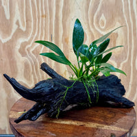 Pisces Enterprises One Only Anubias Old Type Afzelli on Medium Driftwood Creation - One Only - Lush Anubias Paco on Medium Driftwood - Aquarium Plants Australia