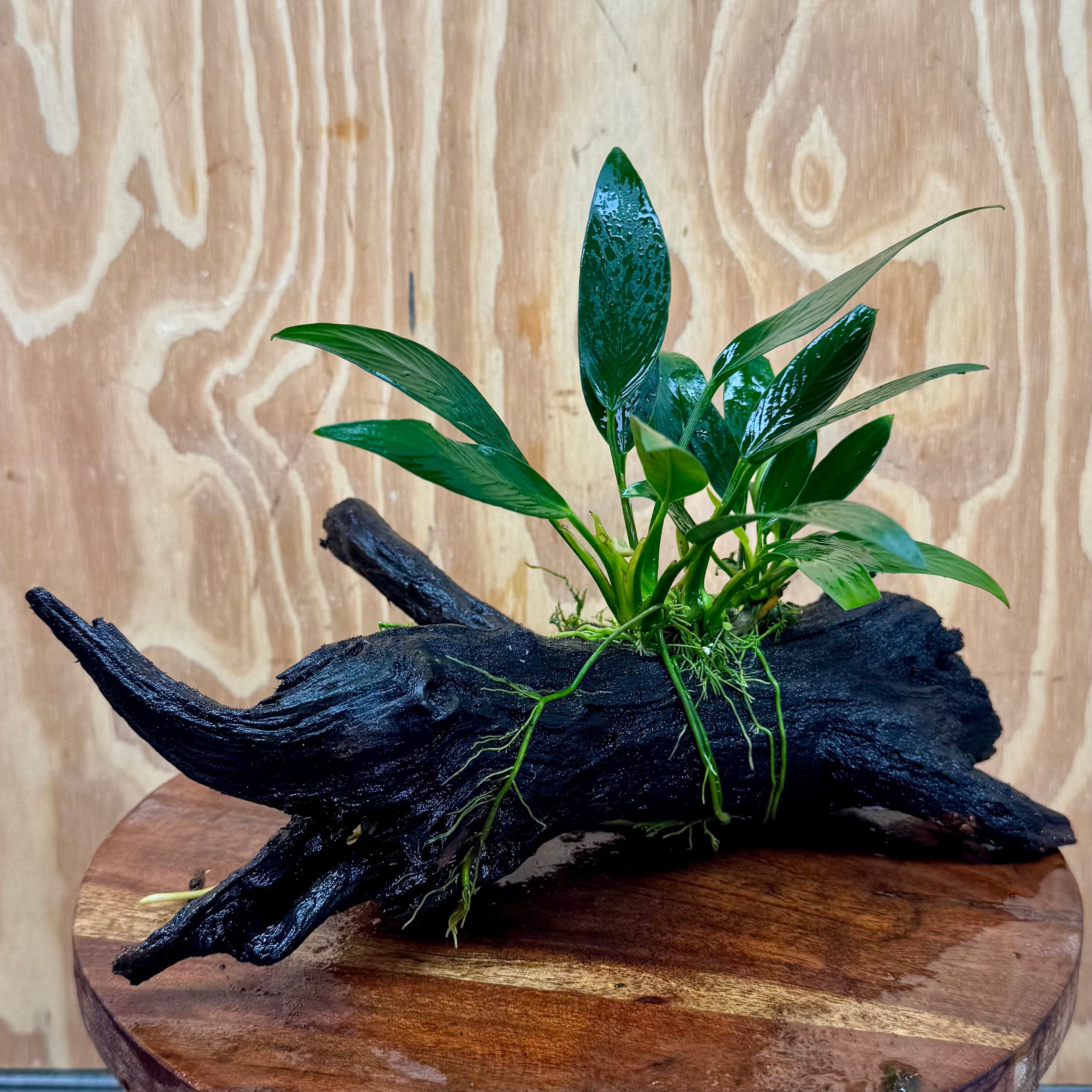 Pisces Enterprises One Only Anubias Old Type Afzelli on Medium Driftwood Creation - One Only - Lush Anubias Paco on Medium Driftwood - Aquarium Plants Australia