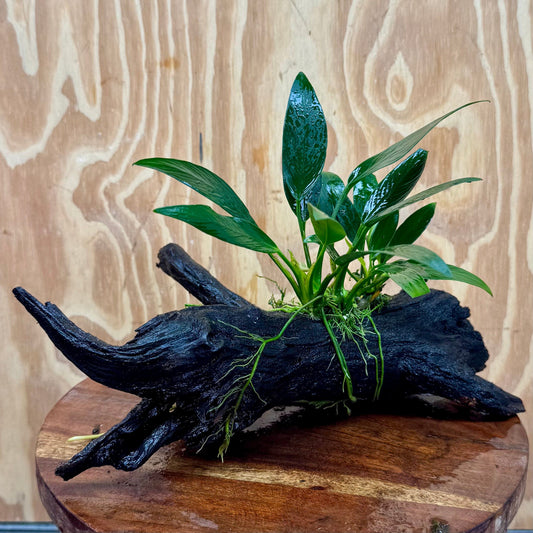 Pisces Enterprises One Only Anubias Old Type Afzelli on Medium Driftwood Creation - One Only - Lush Anubias Paco on Medium Driftwood - Aquarium Plants Australia