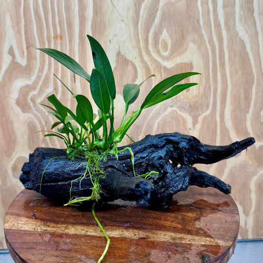 Pisces Enterprises One Only Anubias Old Type Afzelli on Medium Driftwood Creation - One Only - Lush Anubias Paco on Medium Driftwood - Aquarium Plants Australia