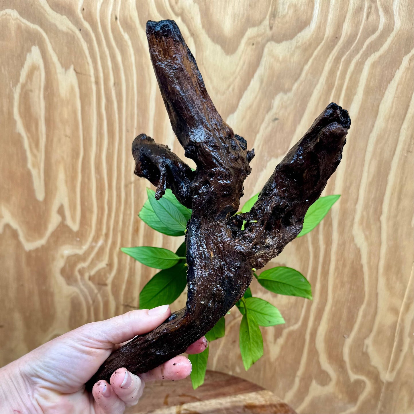 Pisces Enterprises One Only Anubias Old Type Afzelli on Medium Driftwood Creation - One Only - Lush Anubias Paco on Medium Driftwood - Aquarium Plants Australia