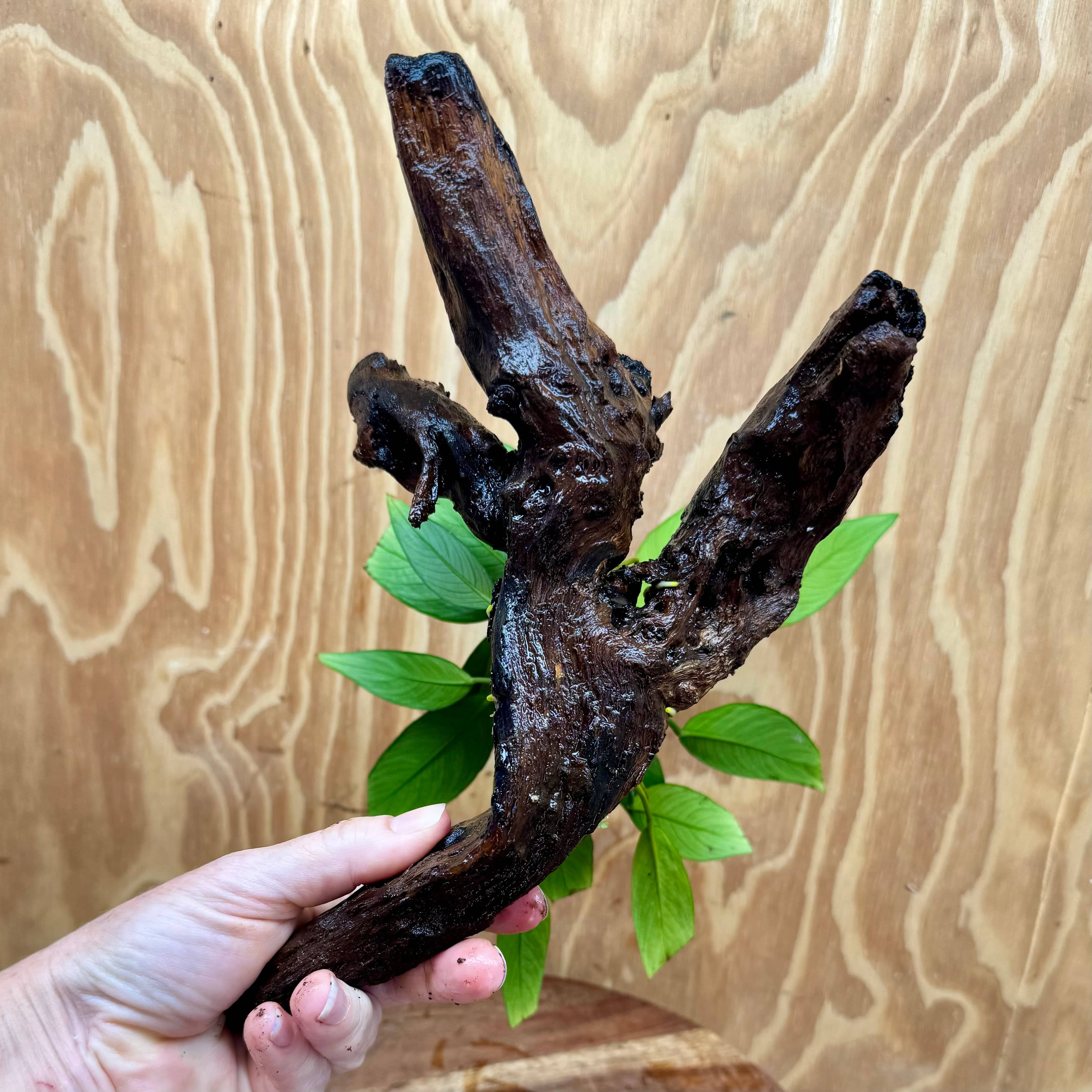 Pisces Enterprises One Only Anubias Old Type Afzelli on Medium Driftwood Creation - One Only - Lush Anubias Paco on Medium Driftwood - Aquarium Plants Australia