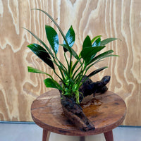 Pisces Enterprises One Only Anubias Old Type Afzelli on Medium Driftwood Creation - One Only - Lush Anubias Paco on Medium Driftwood - Aquarium Plants Australia