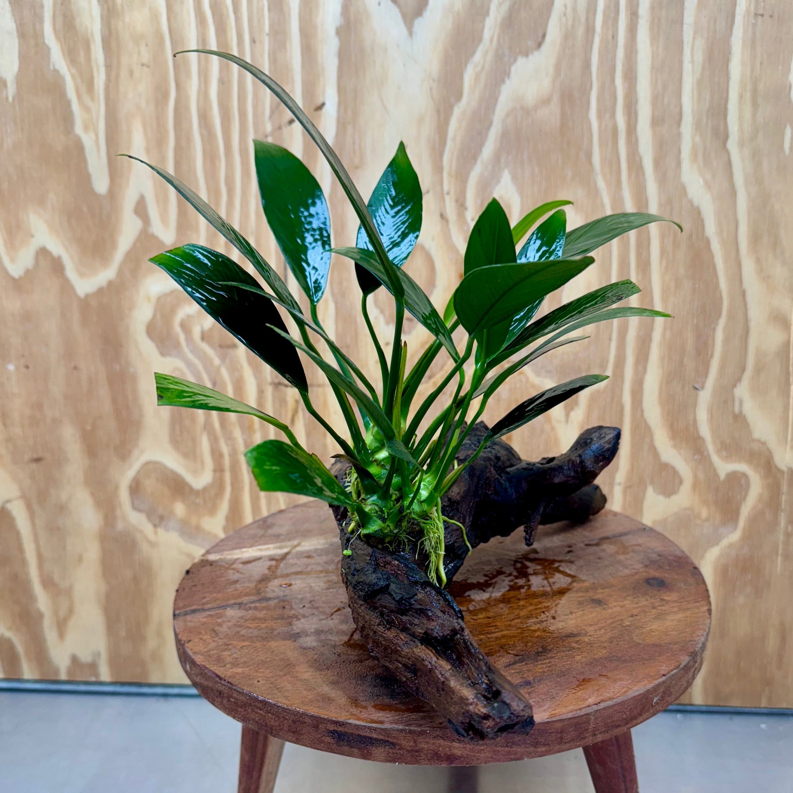 Pisces Enterprises One Only Anubias Old Type Afzelli on Medium Driftwood Creation - One Only - Lush Anubias Paco on Medium Driftwood - Aquarium Plants Australia