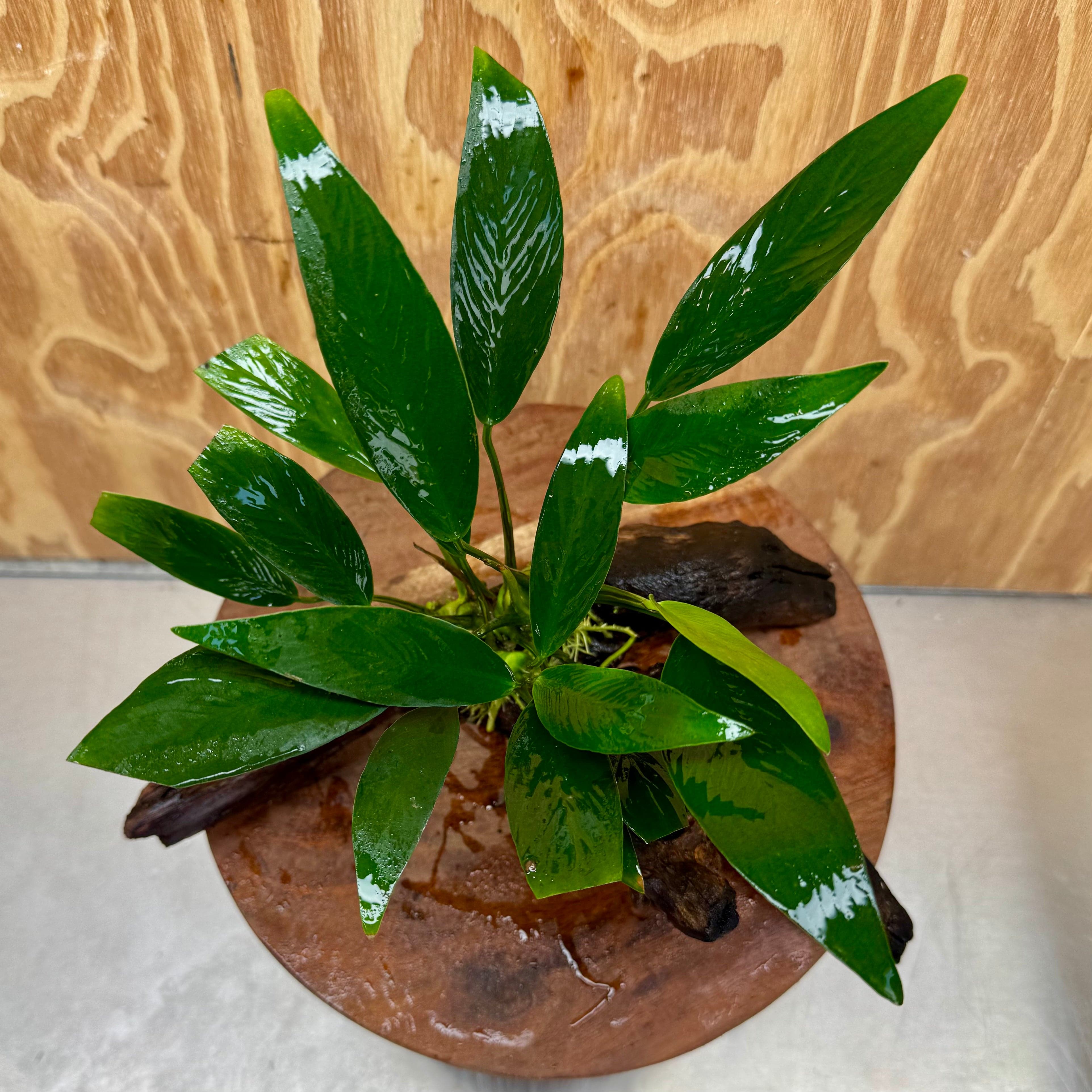 Pisces Enterprises One Only Anubias Old Type Afzelli on Medium Driftwood Creation - One Only - Lush Anubias Paco on Medium Driftwood - Aquarium Plants Australia