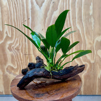 Pisces Enterprises One Only Anubias Old Type Afzelli on Medium Driftwood Creation - One Only - Lush Anubias Paco on Medium Driftwood - Aquarium Plants Australia