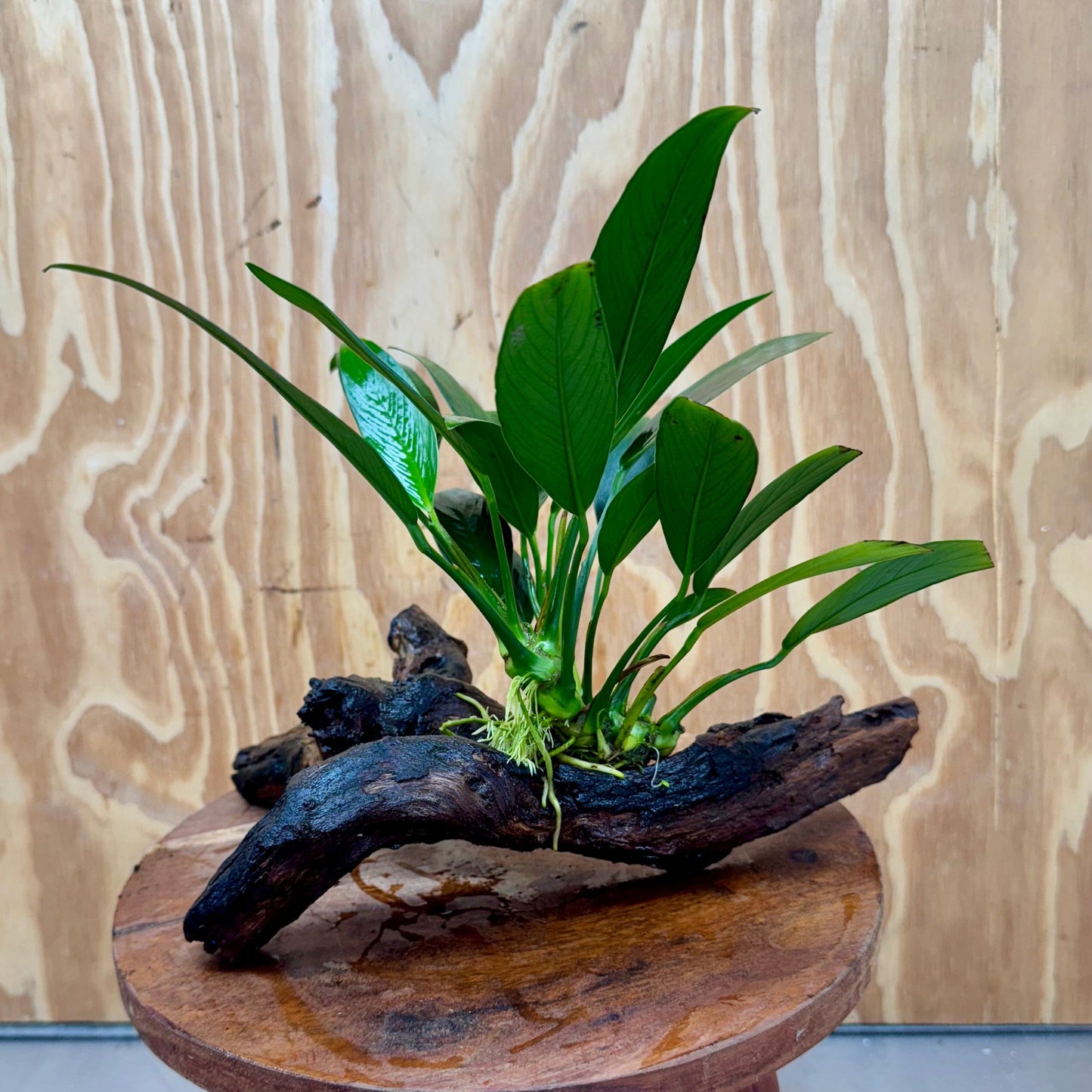 Pisces Enterprises One Only Anubias Old Type Afzelli on Medium Driftwood Creation - One Only - Lush Anubias Paco on Medium Driftwood - Aquarium Plants Australia