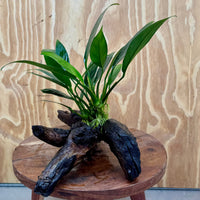 Pisces Enterprises One Only Anubias Old Type Afzelli on Medium Driftwood Creation - One Only - Lush Anubias Paco on Medium Driftwood - Aquarium Plants Australia