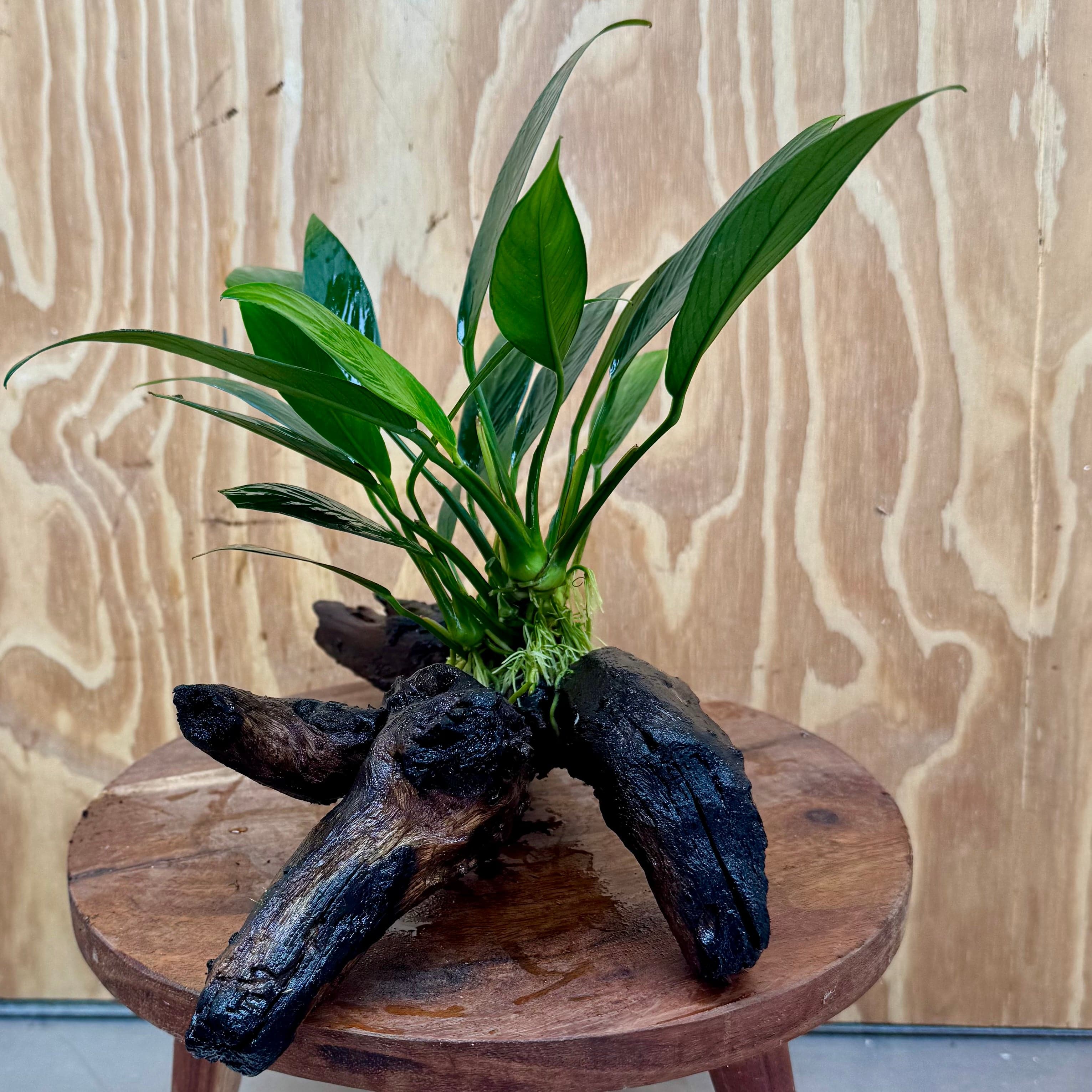 Pisces Enterprises One Only Anubias Old Type Afzelli on Medium Driftwood Creation - One Only - Lush Anubias Paco on Medium Driftwood - Aquarium Plants Australia