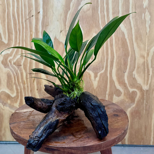 Pisces Enterprises One Only Anubias Old Type Afzelli on Medium Driftwood Creation - One Only - Lush Anubias Paco on Medium Driftwood - Aquarium Plants Australia