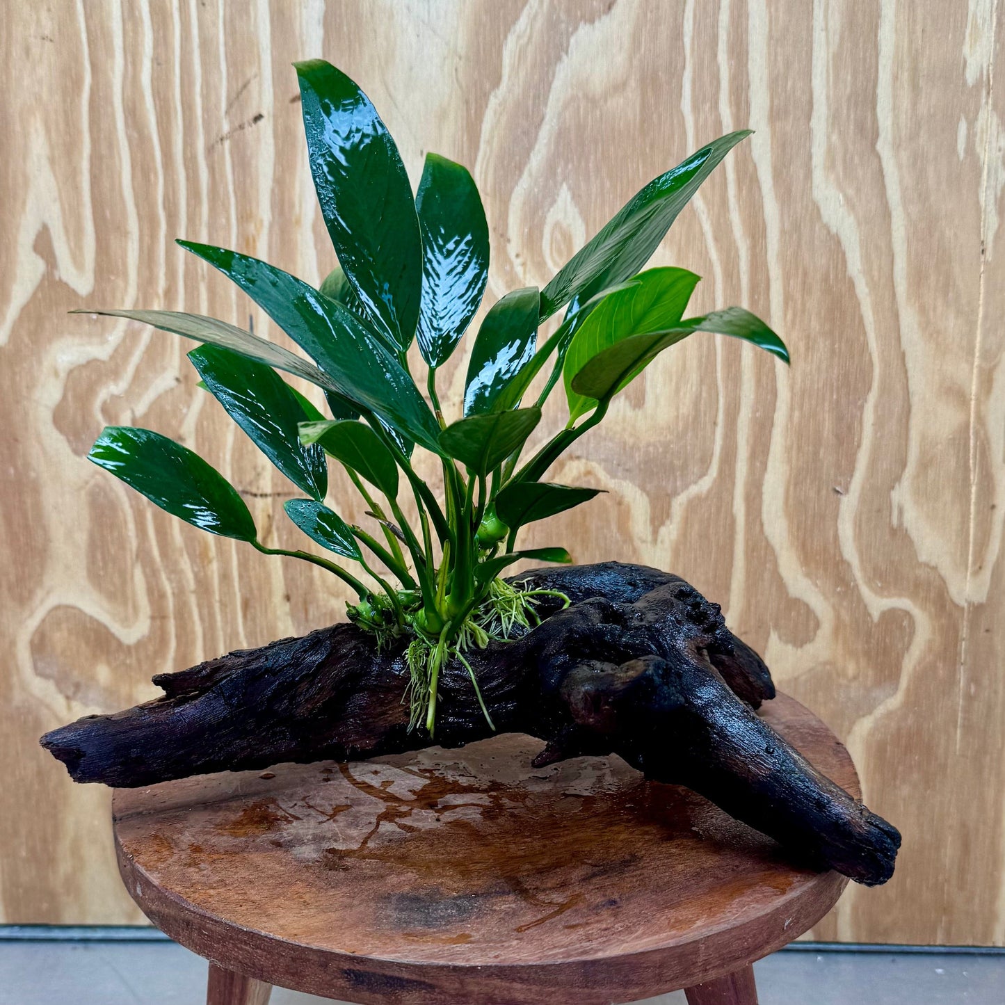 Pisces Enterprises One Only Anubias Old Type Afzelli on Medium Driftwood Creation - One Only - Lush Anubias Paco on Medium Driftwood - Aquarium Plants Australia