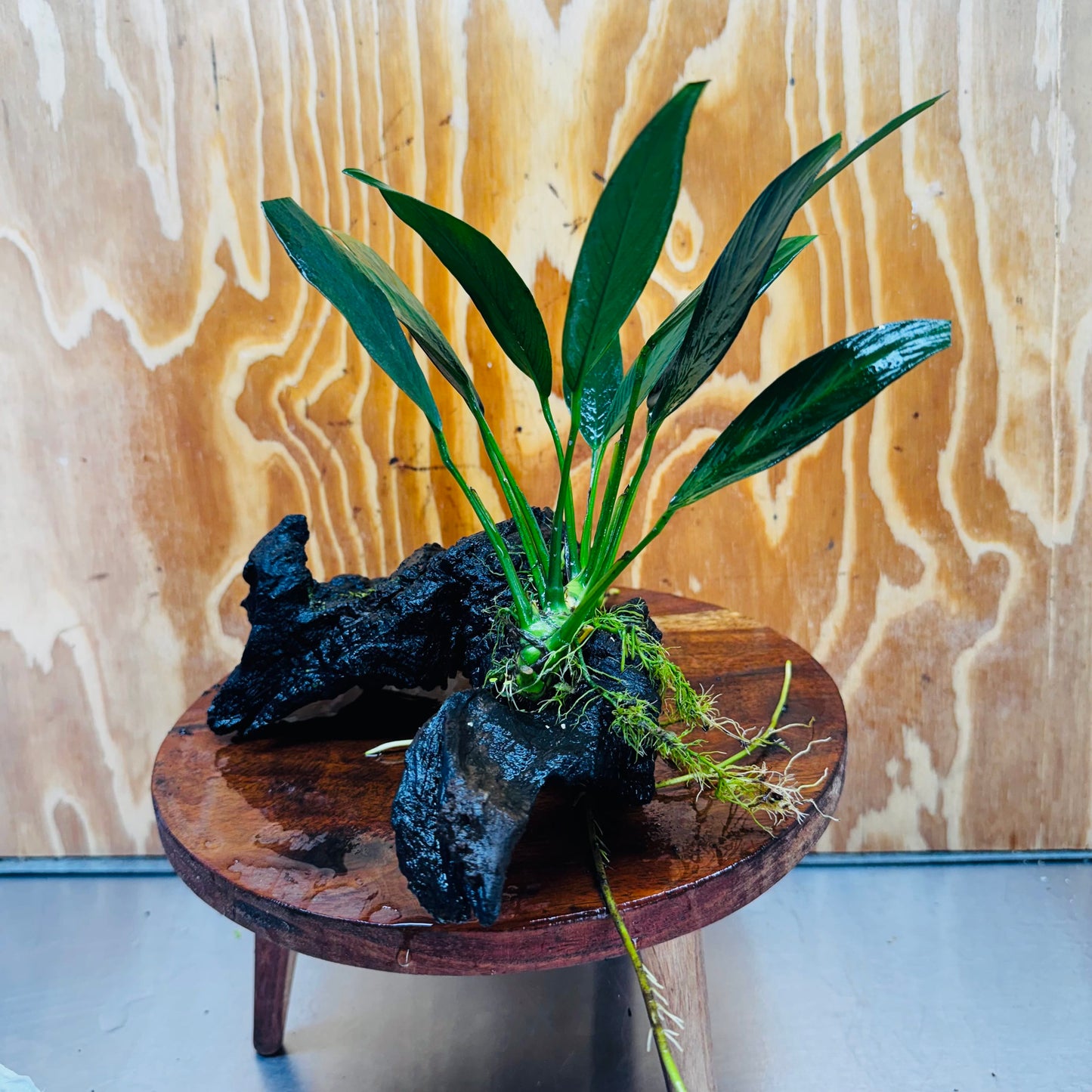 Pisces Enterprises One Only Anubias Old Type Afzelli on Medium Driftwood Creation - One Only - Lush Anubias Paco on Medium Driftwood - Aquarium Plants Australia