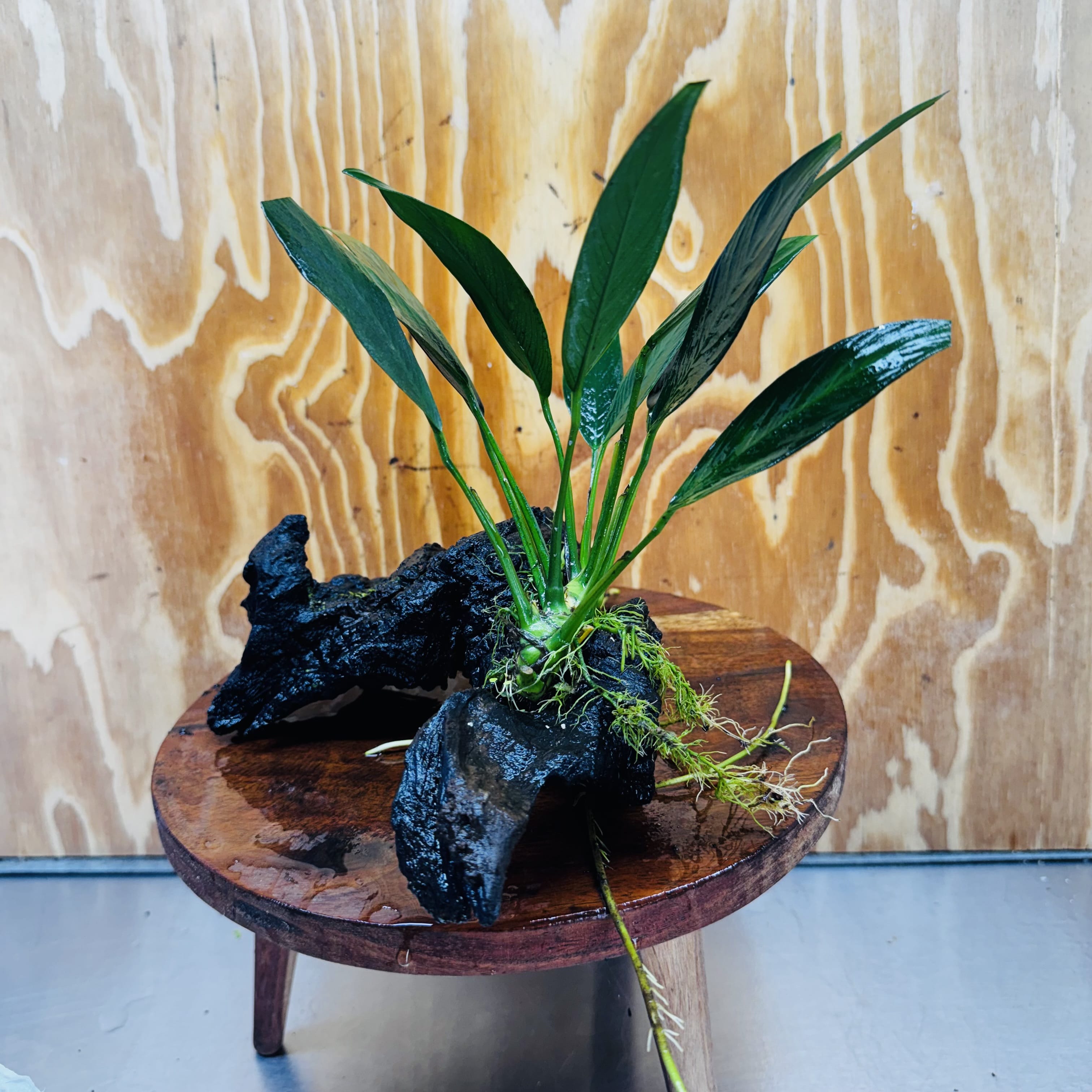 Pisces Enterprises One Only Anubias Old Type Afzelli on Medium Driftwood Creation - One Only - Lush Anubias Paco on Medium Driftwood - Aquarium Plants Australia