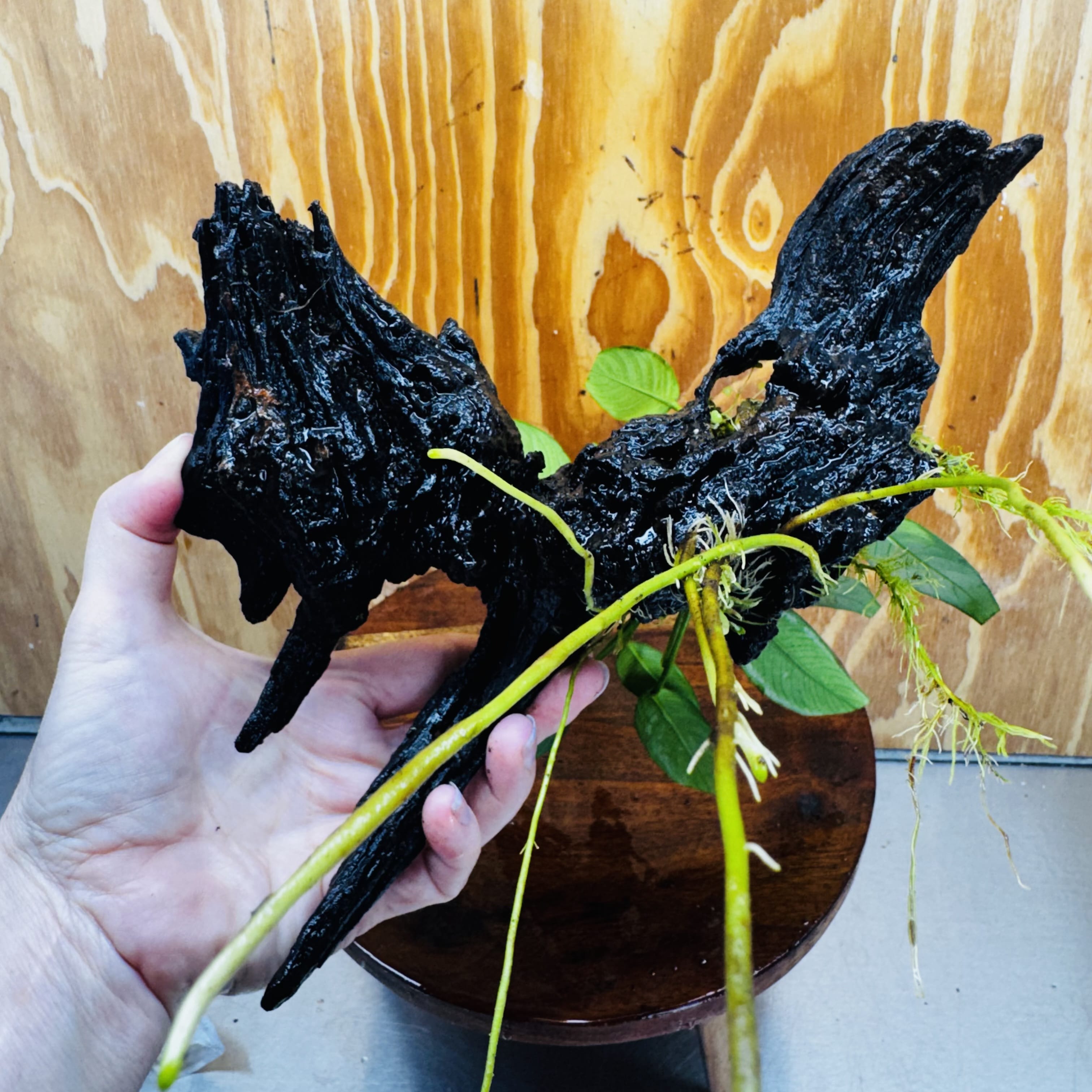 Pisces Enterprises One Only Anubias Old Type Afzelli on Medium Driftwood Creation - One Only - Lush Anubias Paco on Medium Driftwood - Aquarium Plants Australia