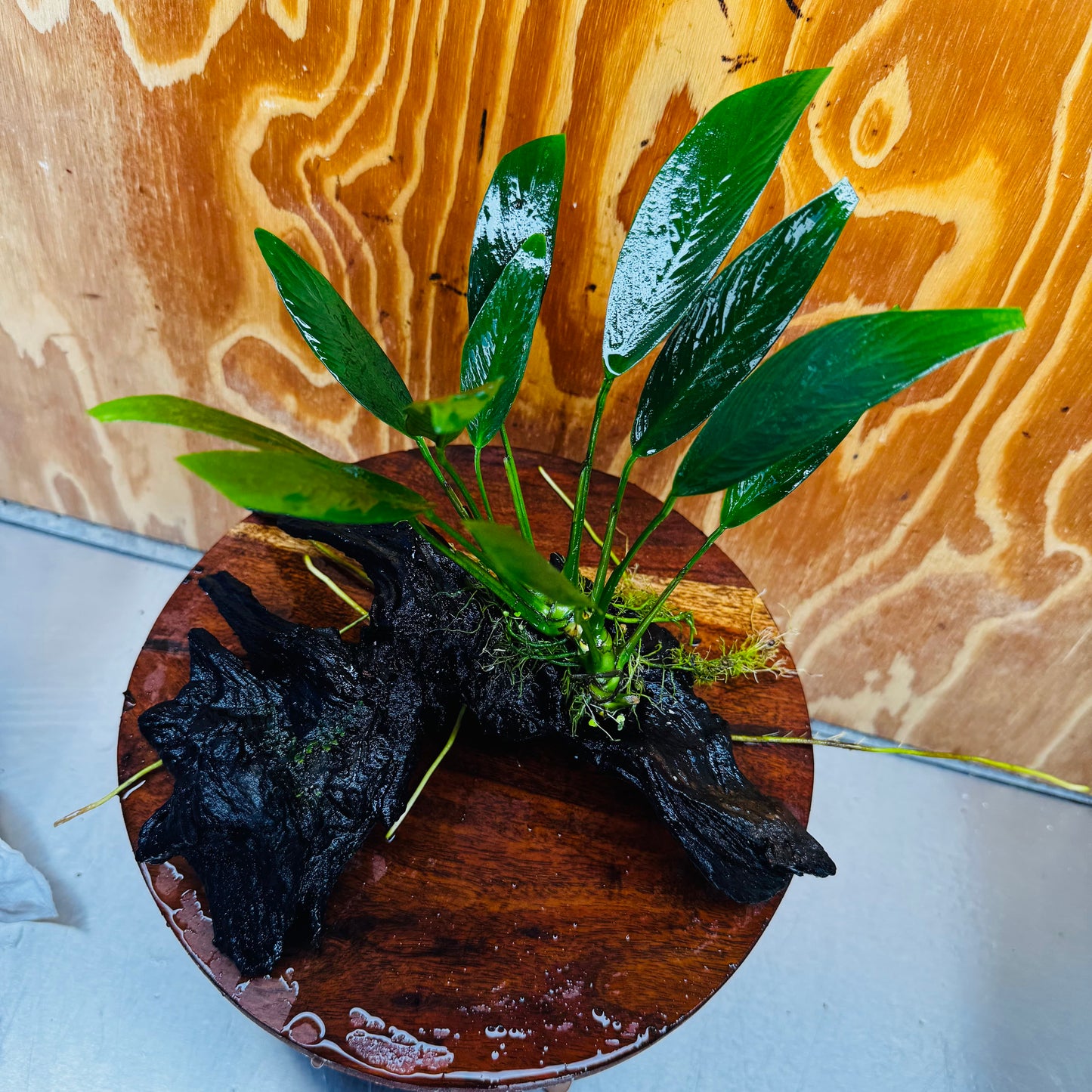 Pisces Enterprises One Only Anubias Old Type Afzelli on Medium Driftwood Creation - One Only - Lush Anubias Paco on Medium Driftwood - Aquarium Plants Australia