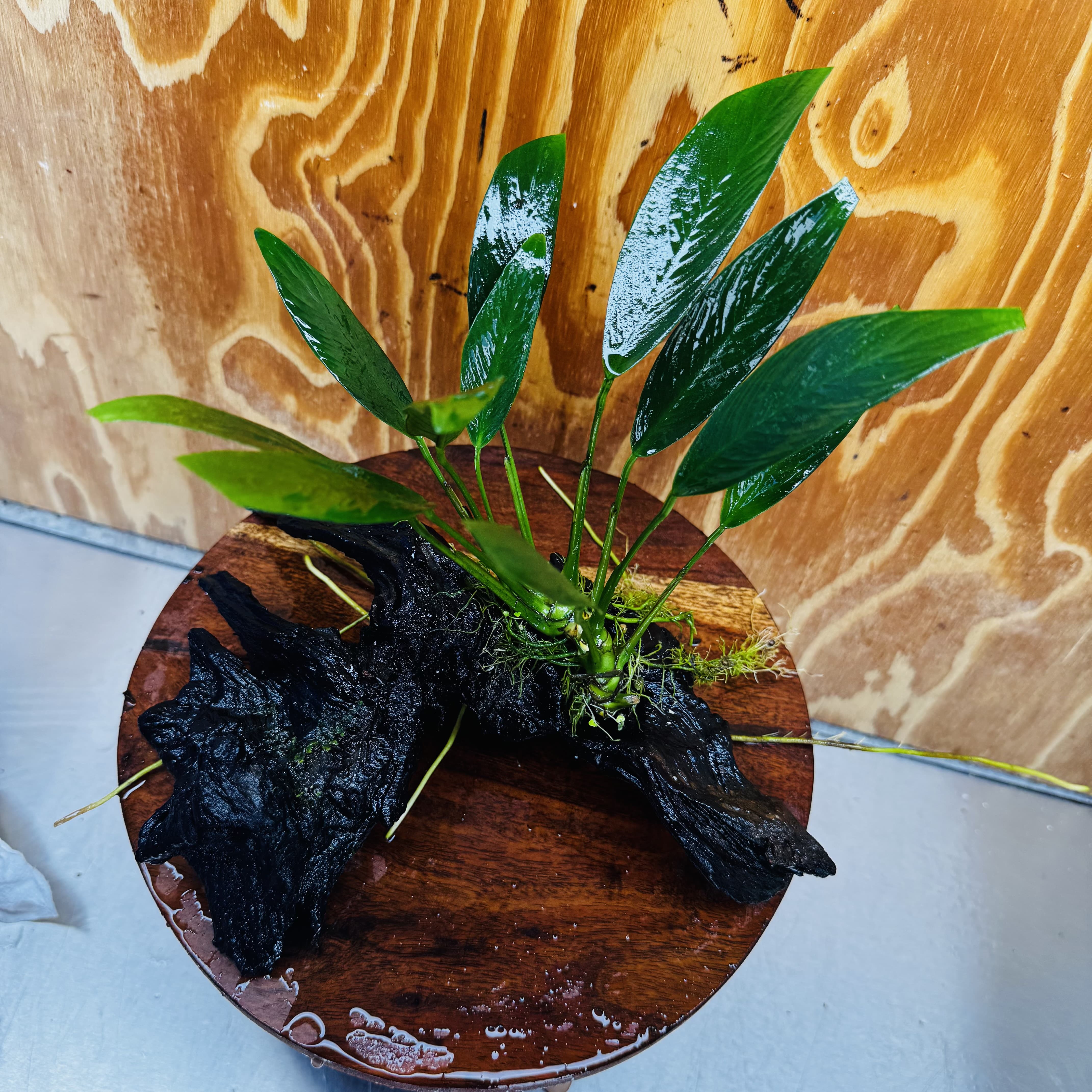 Pisces Enterprises One Only Anubias Old Type Afzelli on Medium Driftwood Creation - One Only - Lush Anubias Paco on Medium Driftwood - Aquarium Plants Australia