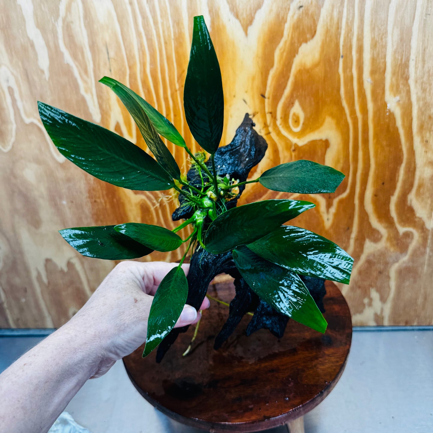 Pisces Enterprises One Only Anubias Old Type Afzelli on Medium Driftwood Creation - One Only - Lush Anubias Paco on Medium Driftwood - Aquarium Plants Australia