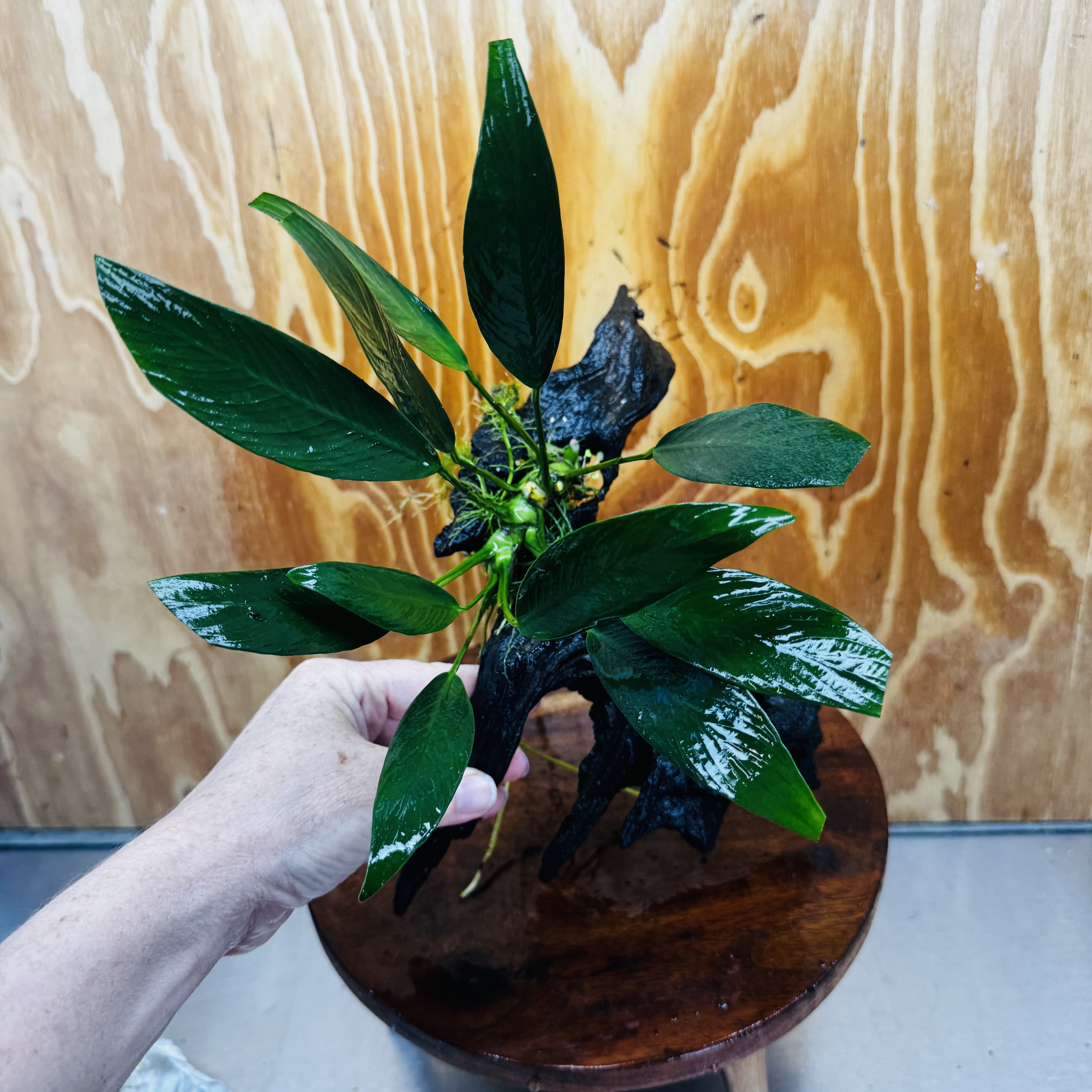 Pisces Enterprises One Only Anubias Old Type Afzelli on Medium Driftwood Creation - One Only - Lush Anubias Paco on Medium Driftwood - Aquarium Plants Australia
