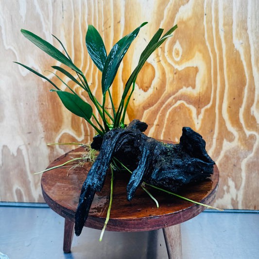 Pisces Enterprises One Only Anubias Old Type Afzelli on Medium Driftwood Creation - One Only - Lush Anubias Paco on Medium Driftwood - Aquarium Plants Australia