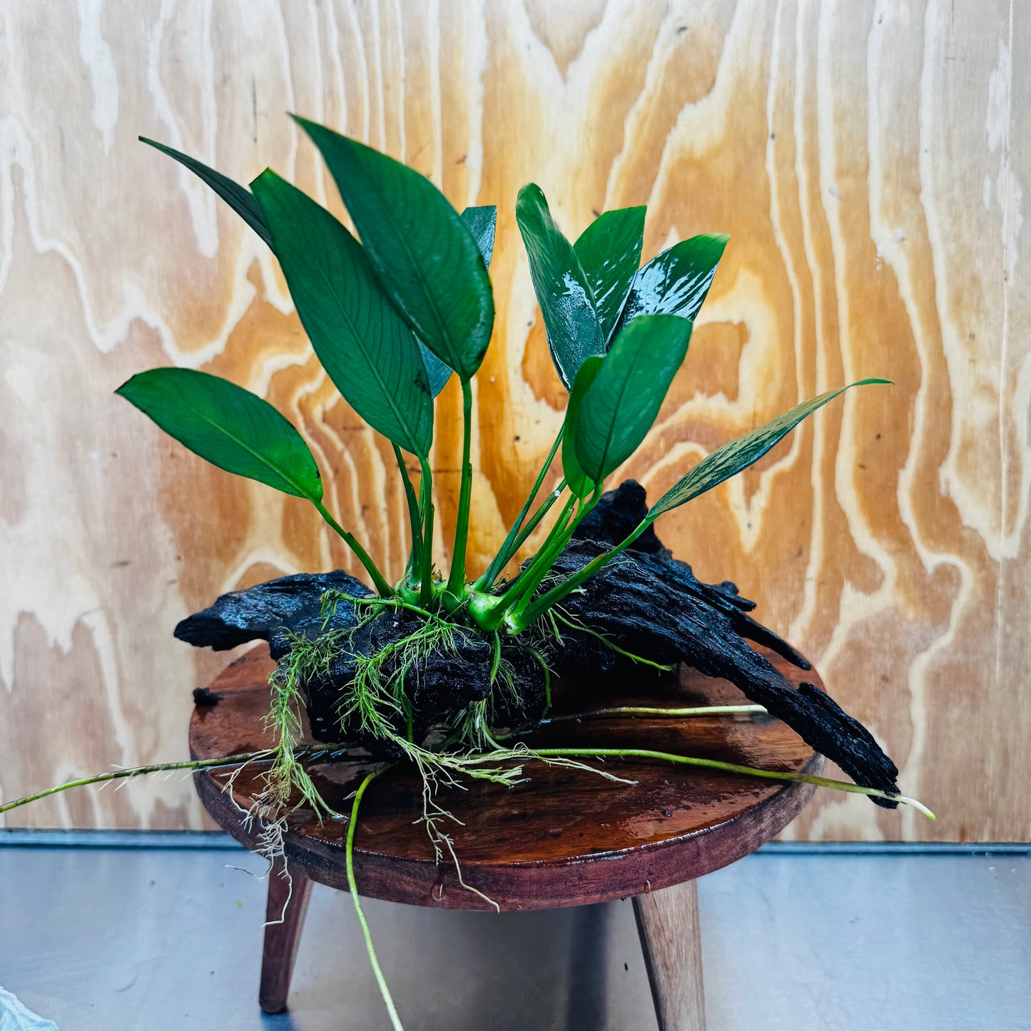 Pisces Enterprises One Only Anubias Old Type Afzelli on Medium Driftwood Creation - One Only - Lush Anubias Paco on Medium Driftwood - Aquarium Plants Australia