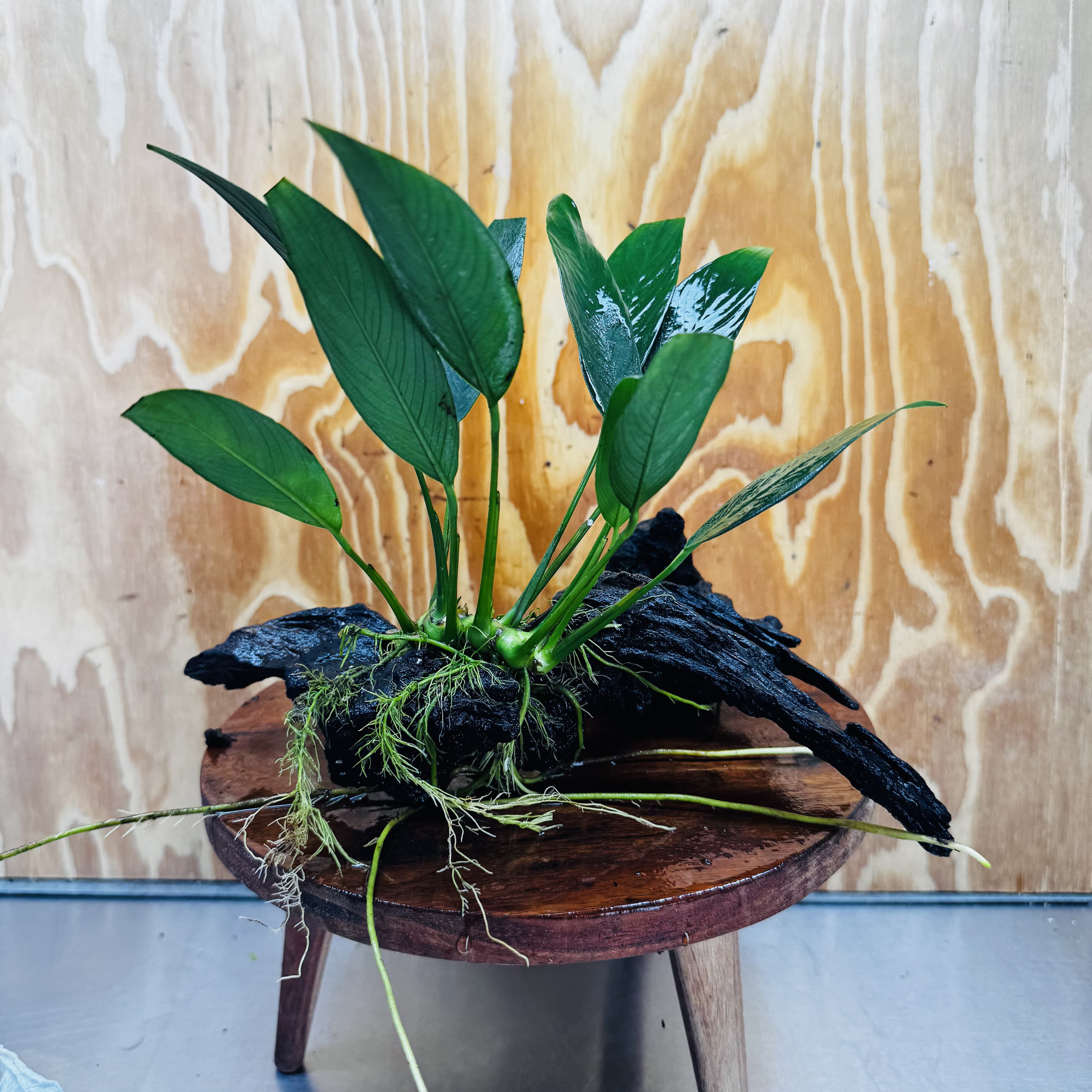 Pisces Enterprises One Only Anubias Old Type Afzelli on Medium Driftwood Creation - One Only - Lush Anubias Paco on Medium Driftwood - Aquarium Plants Australia