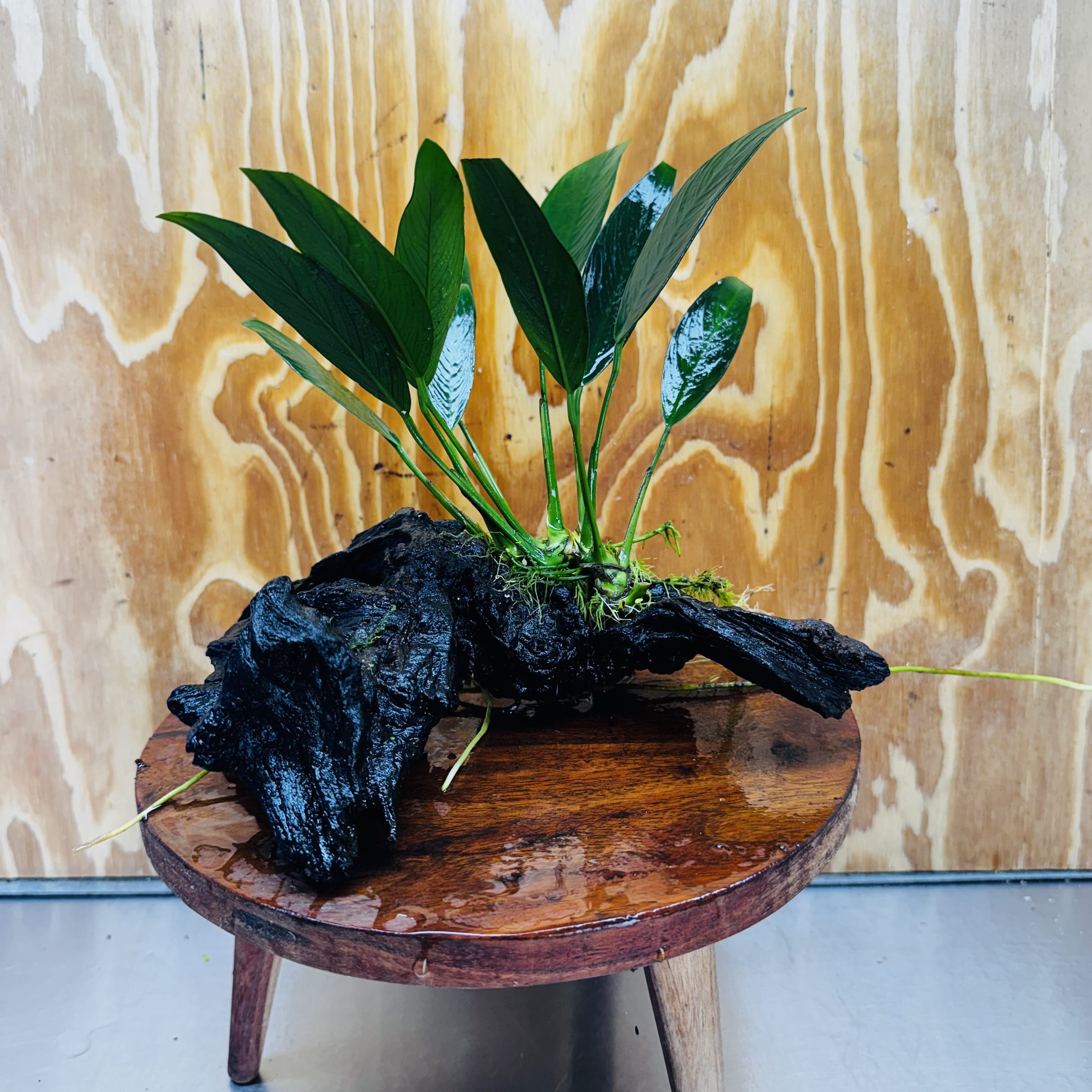 Pisces Enterprises One Only Anubias Old Type Afzelli on Medium Driftwood Creation - One Only - Lush Anubias Paco on Medium Driftwood - Aquarium Plants Australia