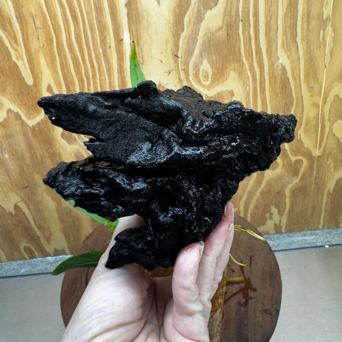 Pisces Enterprises One Only Anubias Old Type Afzelli on Medium Driftwood Creation - One Only - Lush Anubias Afzelli old type on Medium Driftwood - Aquarium Plants Australia
