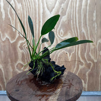 Pisces Enterprises One Only Anubias Old Type Afzelli on Medium Driftwood Creation - One Only - Lush Anubias Afzelli old type on Medium Driftwood - Aquarium Plants Australia