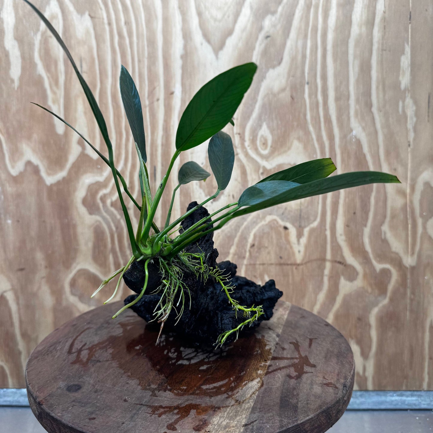 Pisces Enterprises One Only Anubias Old Type Afzelli on Medium Driftwood Creation - One Only - Lush Anubias Afzelli old type on Medium Driftwood - Aquarium Plants Australia