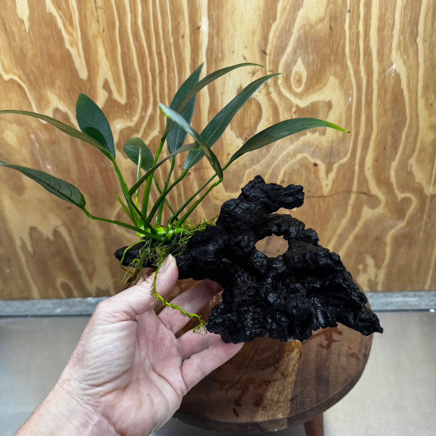 Pisces Enterprises One Only Anubias Old Type Afzelli on Medium Driftwood Creation - One Only - Lush Anubias Afzelli old type on Medium Driftwood - Aquarium Plants Australia