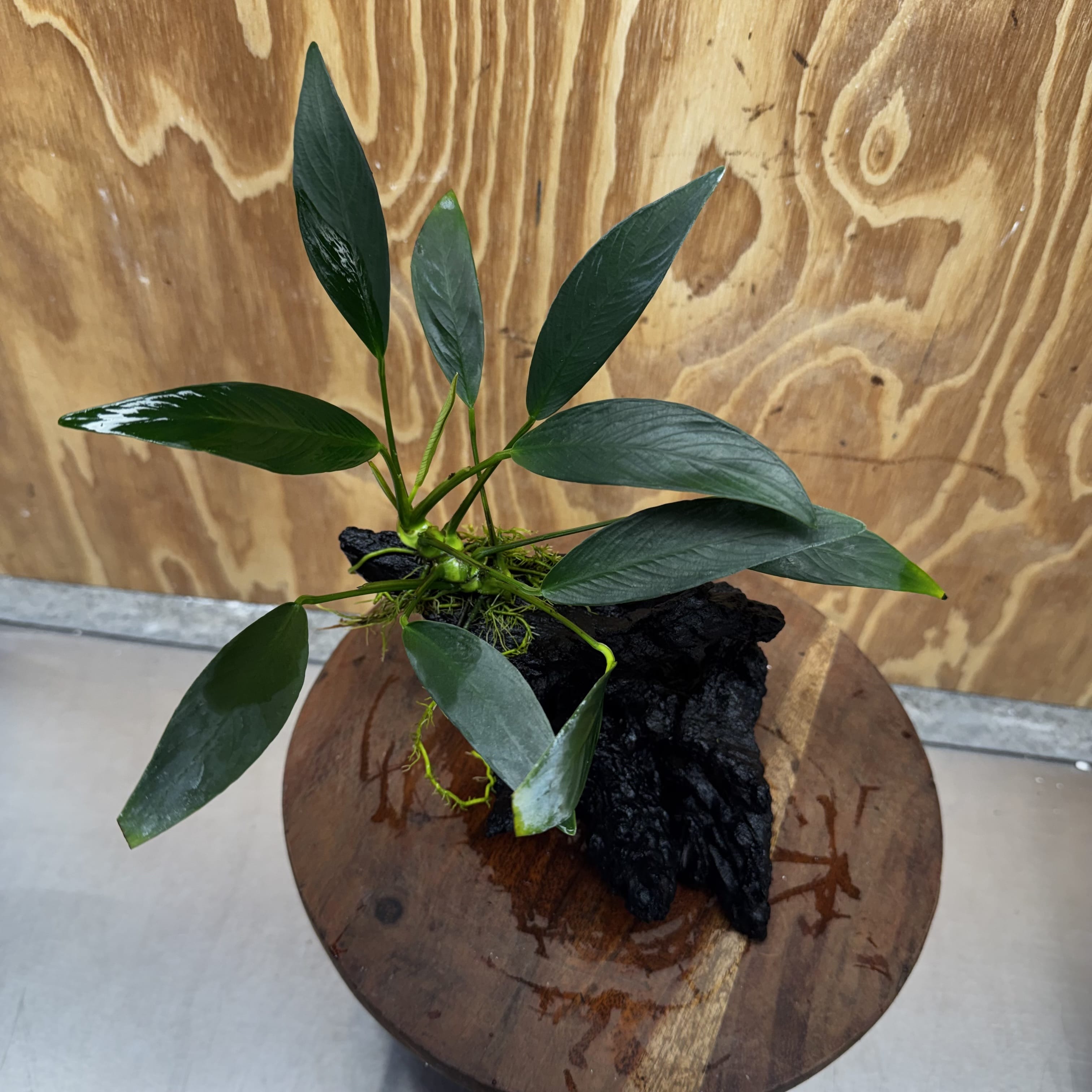 Pisces Enterprises One Only Anubias Old Type Afzelli on Medium Driftwood Creation - One Only - Lush Anubias Afzelli old type on Medium Driftwood - Aquarium Plants Australia