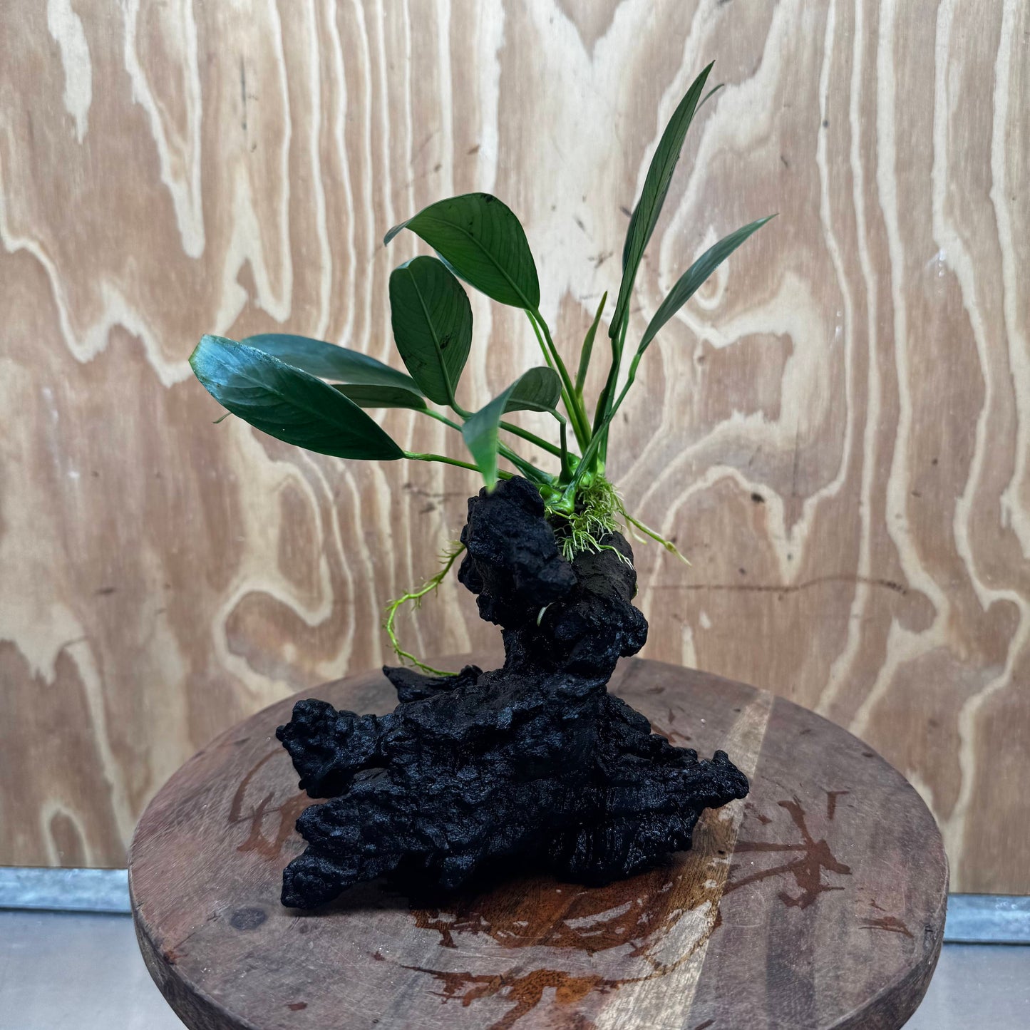 Pisces Enterprises One Only Anubias Old Type Afzelli on Medium Driftwood Creation - One Only - Lush Anubias Afzelli old type on Medium Driftwood - Aquarium Plants Australia
