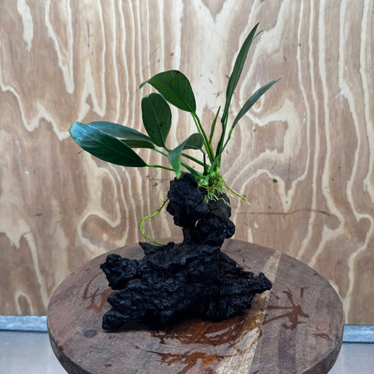 Pisces Enterprises One Only Anubias Old Type Afzelli on Medium Driftwood Creation - One Only - Lush Anubias Afzelli old type on Medium Driftwood - Aquarium Plants Australia