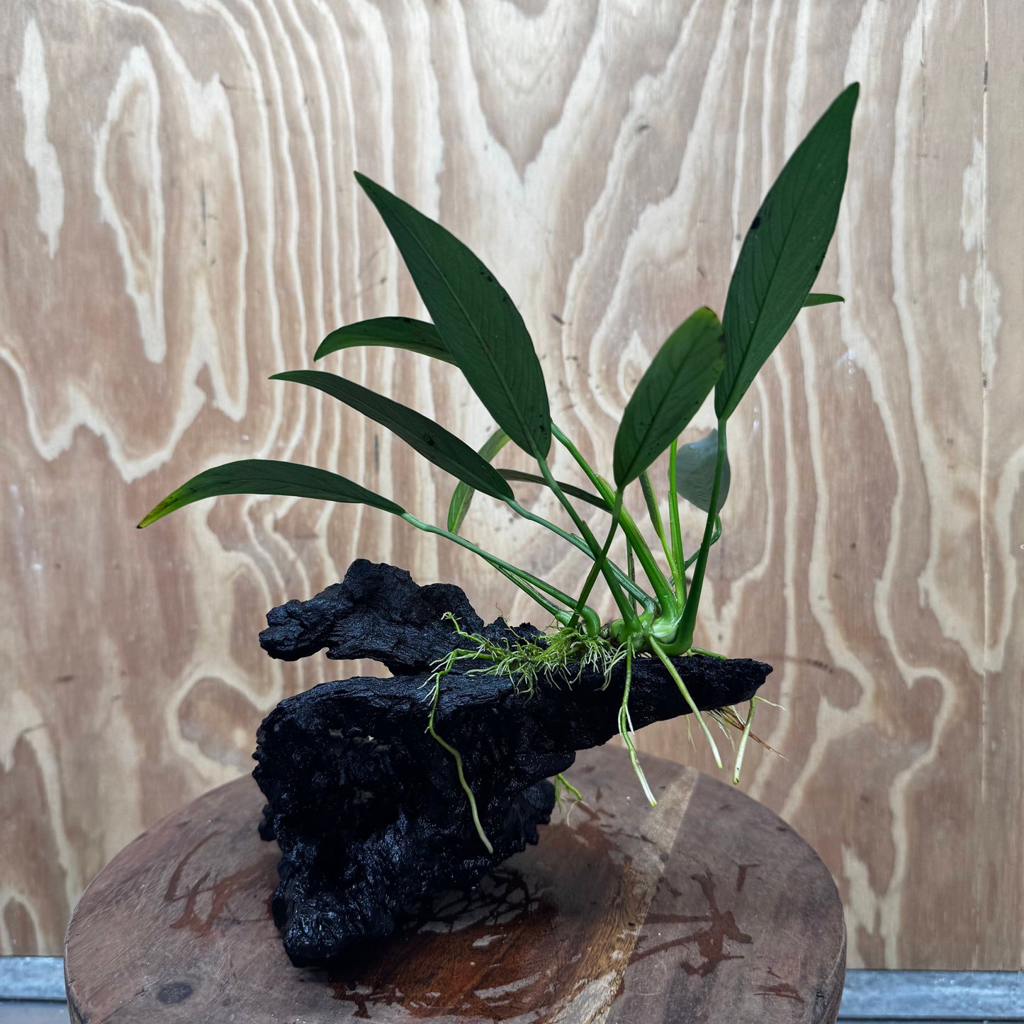 Pisces Enterprises One Only Anubias Old Type Afzelli on Medium Driftwood Creation - One Only - Lush Anubias Afzelli old type on Medium Driftwood - Aquarium Plants Australia