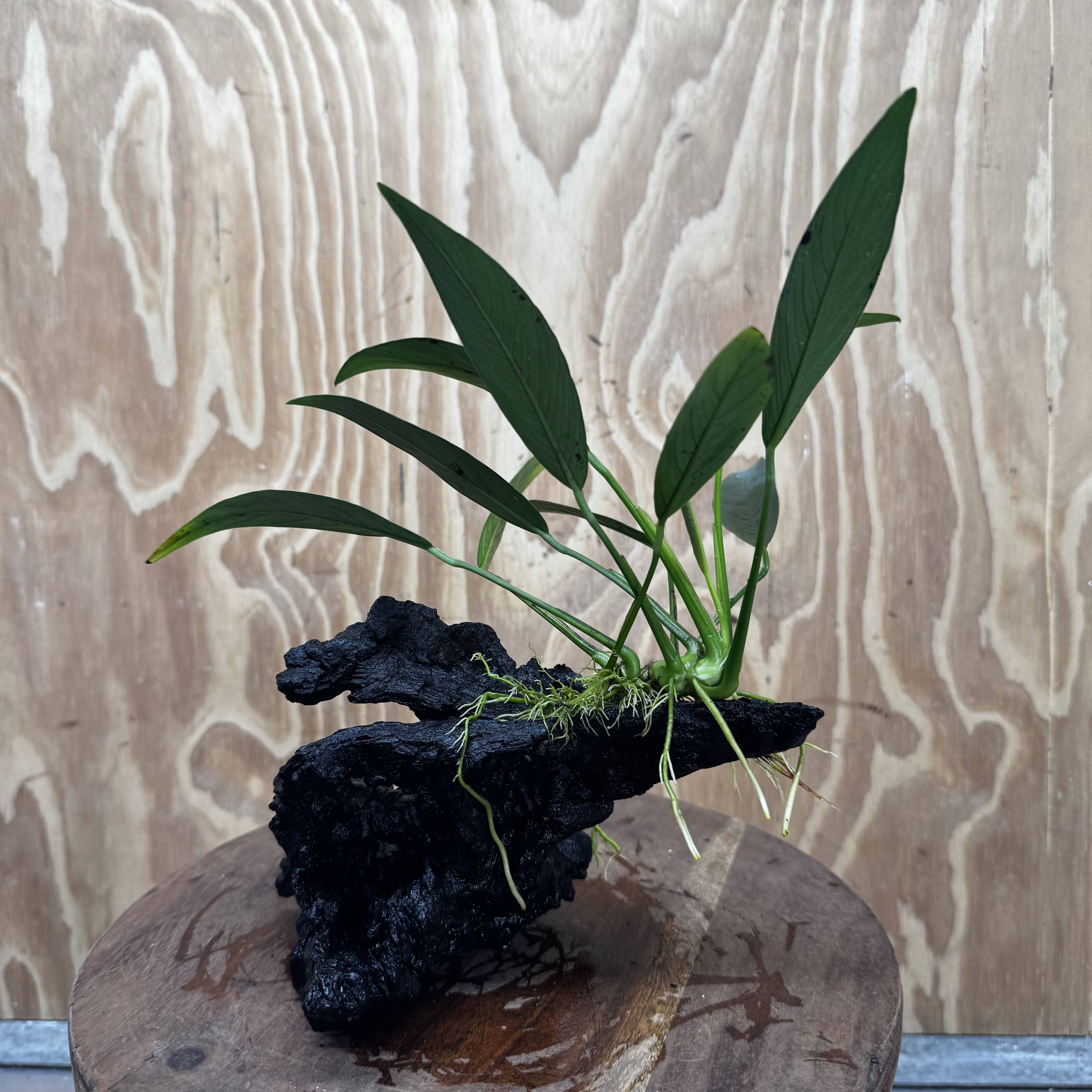 Pisces Enterprises One Only Anubias Old Type Afzelli on Medium Driftwood Creation - One Only - Lush Anubias Afzelli old type on Medium Driftwood - Aquarium Plants Australia